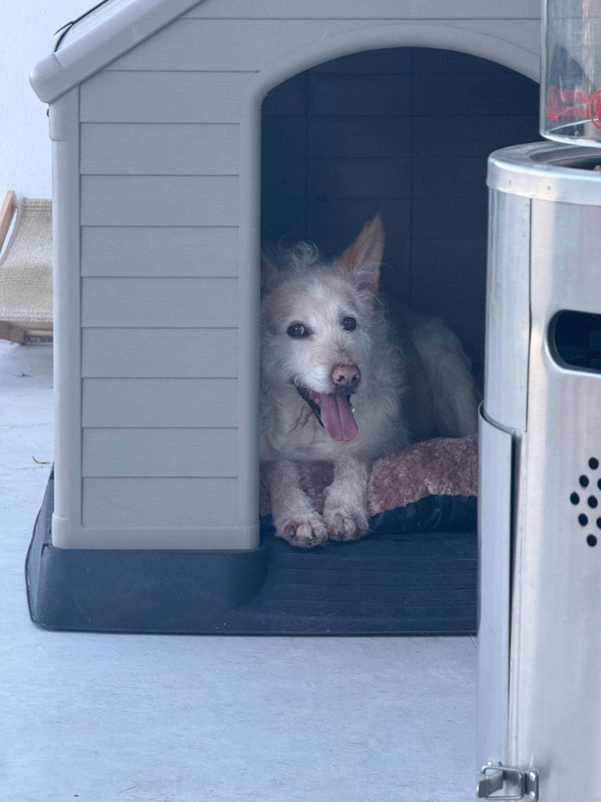 Balou - AM25159 Balou - AM25159