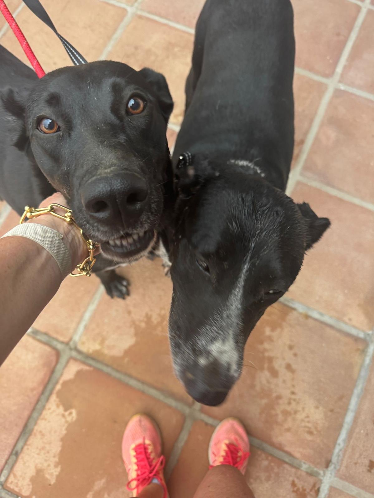 Chesca - YF25209 Chesca - YF25209