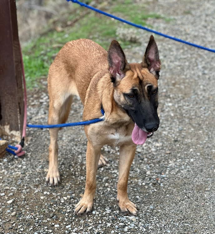 Ginger - AM26253AD Ginger - AM26253AD