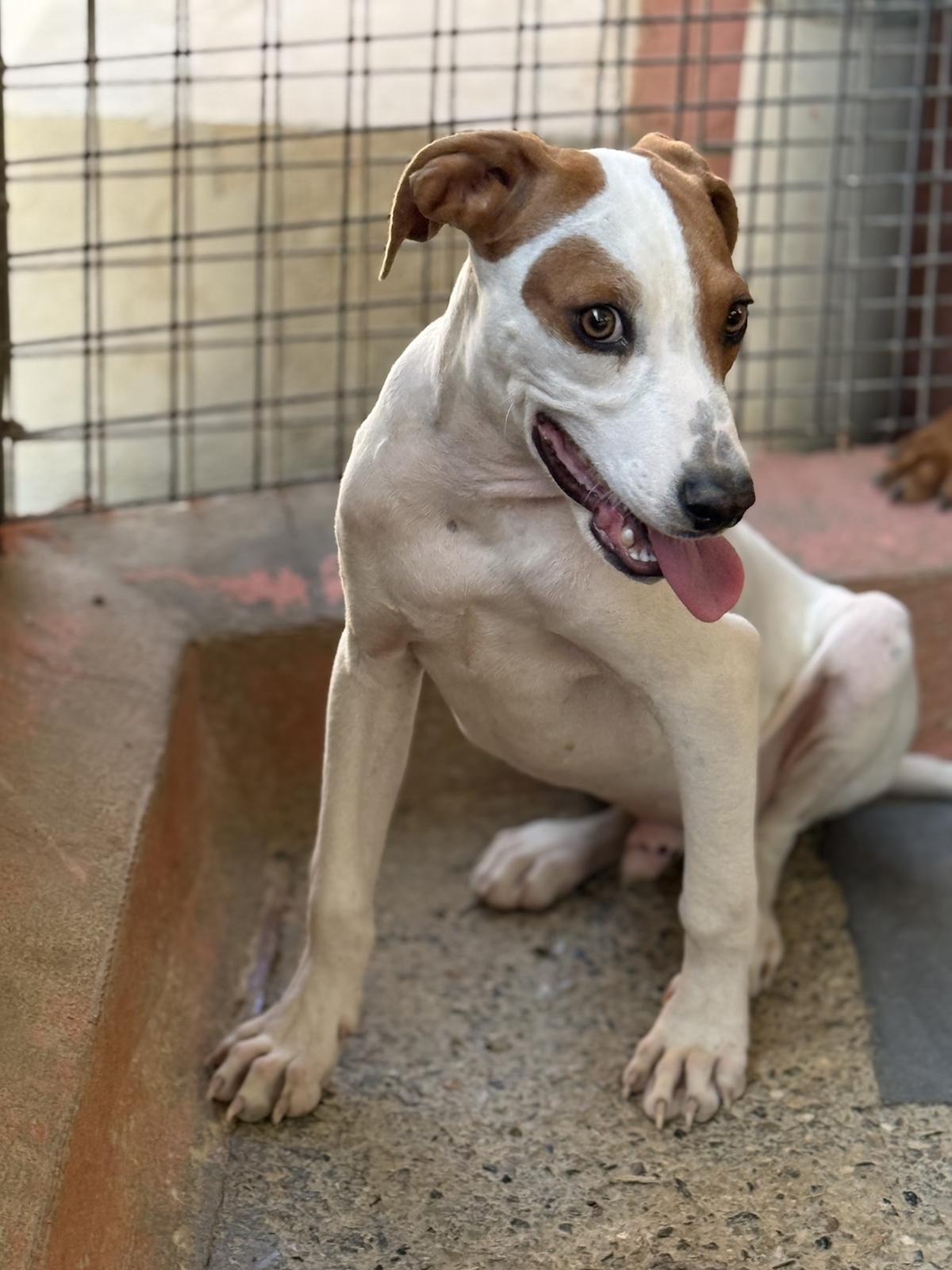 Sausage - PM25181 Sausage - PM25181