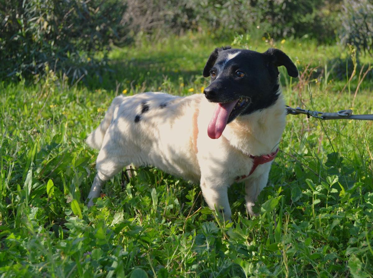 Stanley - AM25148LC Stanley - AM25148LC