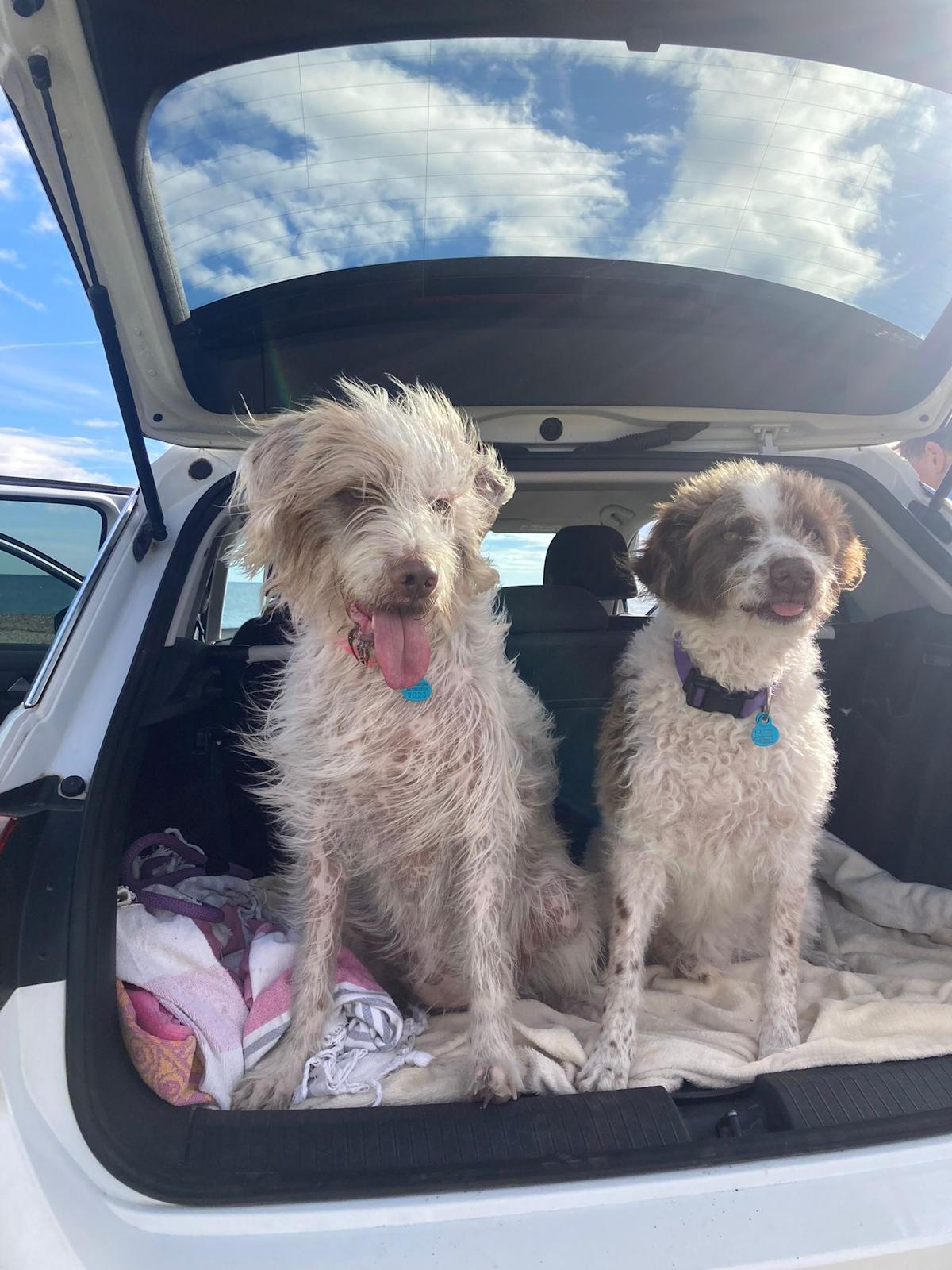 Dotty - YF25215 Dotty - YF25215