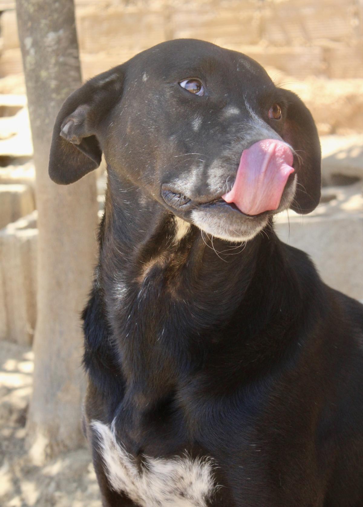 Wilson - AM24108PL Wilson - AM24108PL