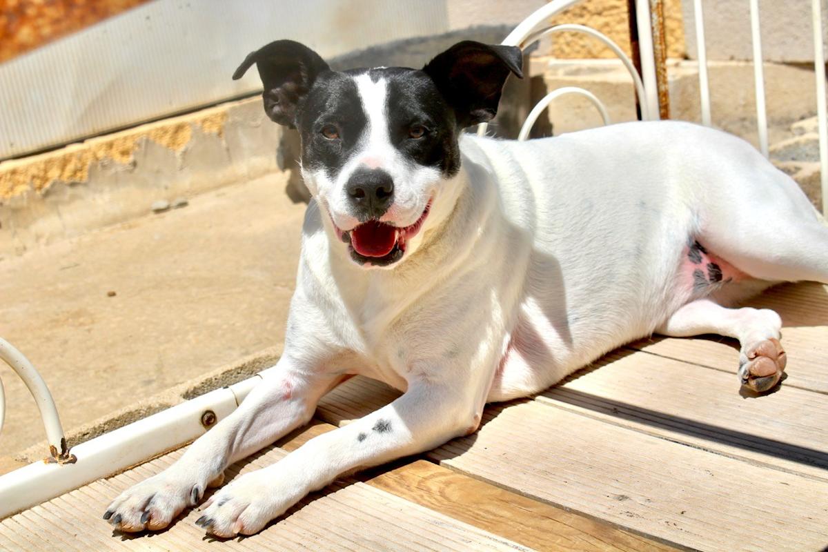 Alba - AF251200PL Alba - AF251200PL