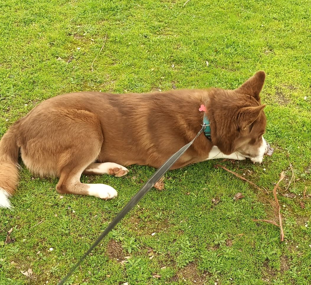 Sancho - YM26265FC Sancho - YM26265FC