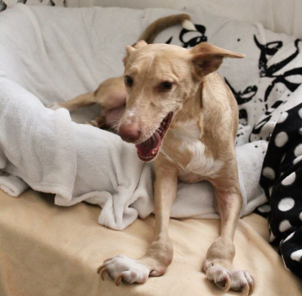 Dulce - AF2426PL Dulce - AF2426PL