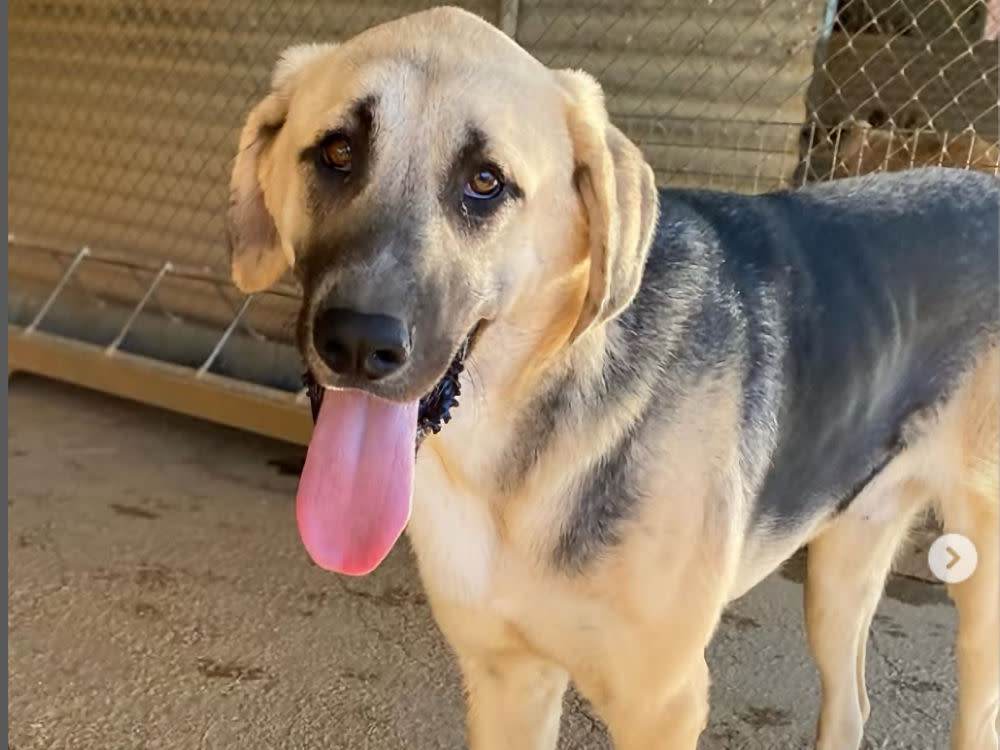 Nolan - YM26257AD Nolan - YM26257AD