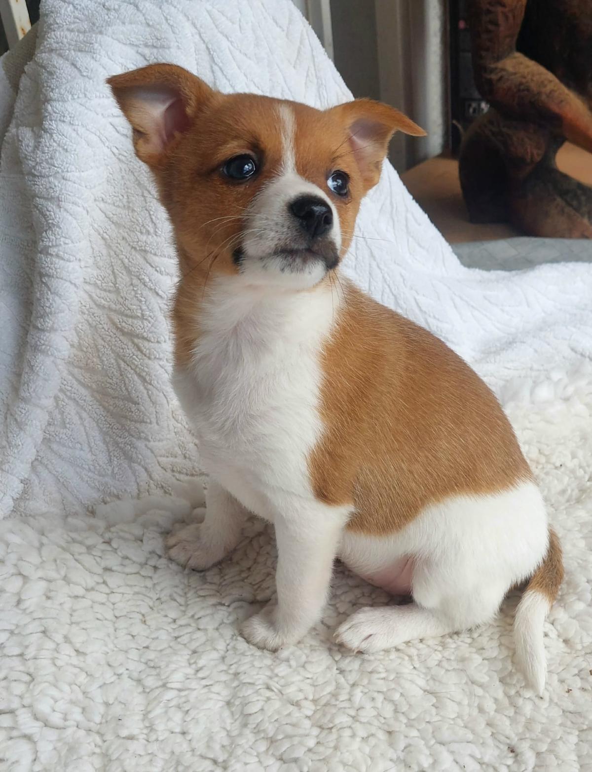 Spice - PF247A Spice - PF247A