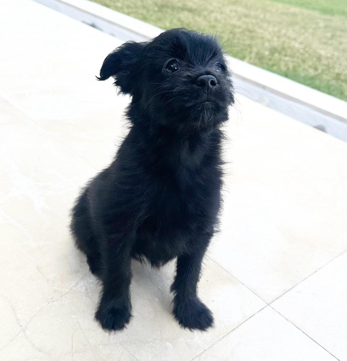 Cookie - PF245A Cookie - PF245A