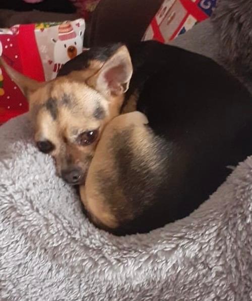 Lucy - AF25112 Lucy - AF25112