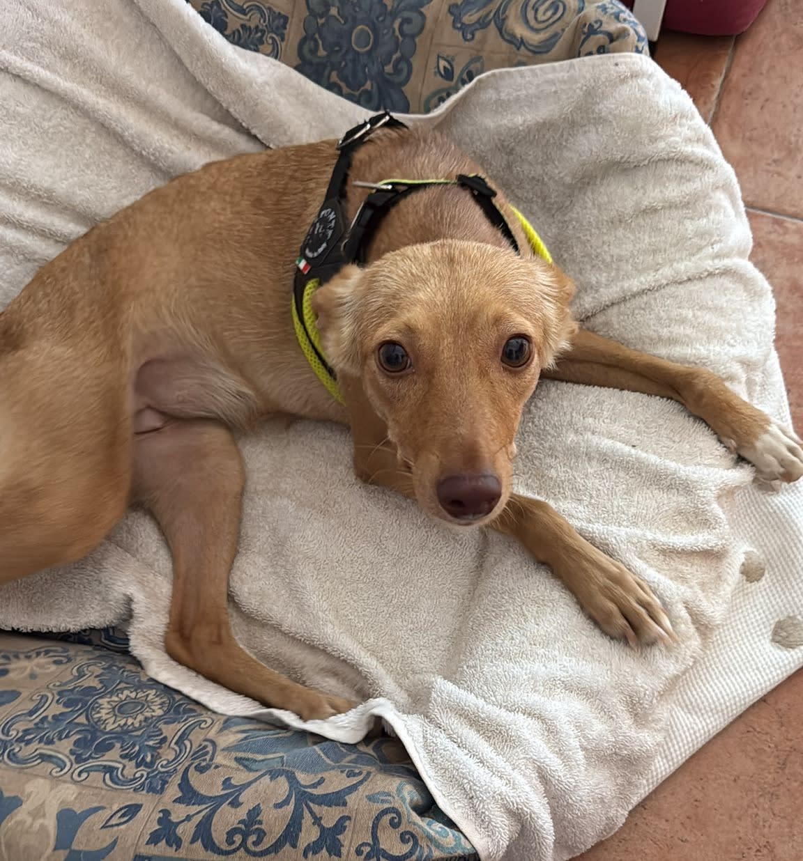 Khaleesi - YF25192FC Khaleesi - YF25192FC