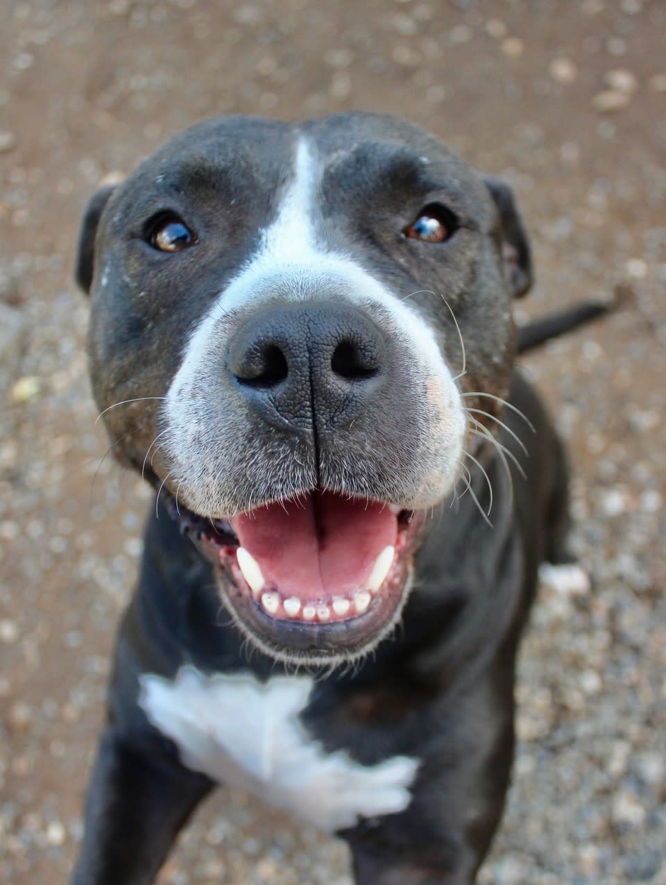 Amanda - AF25222ML Amanda - AF25222ML