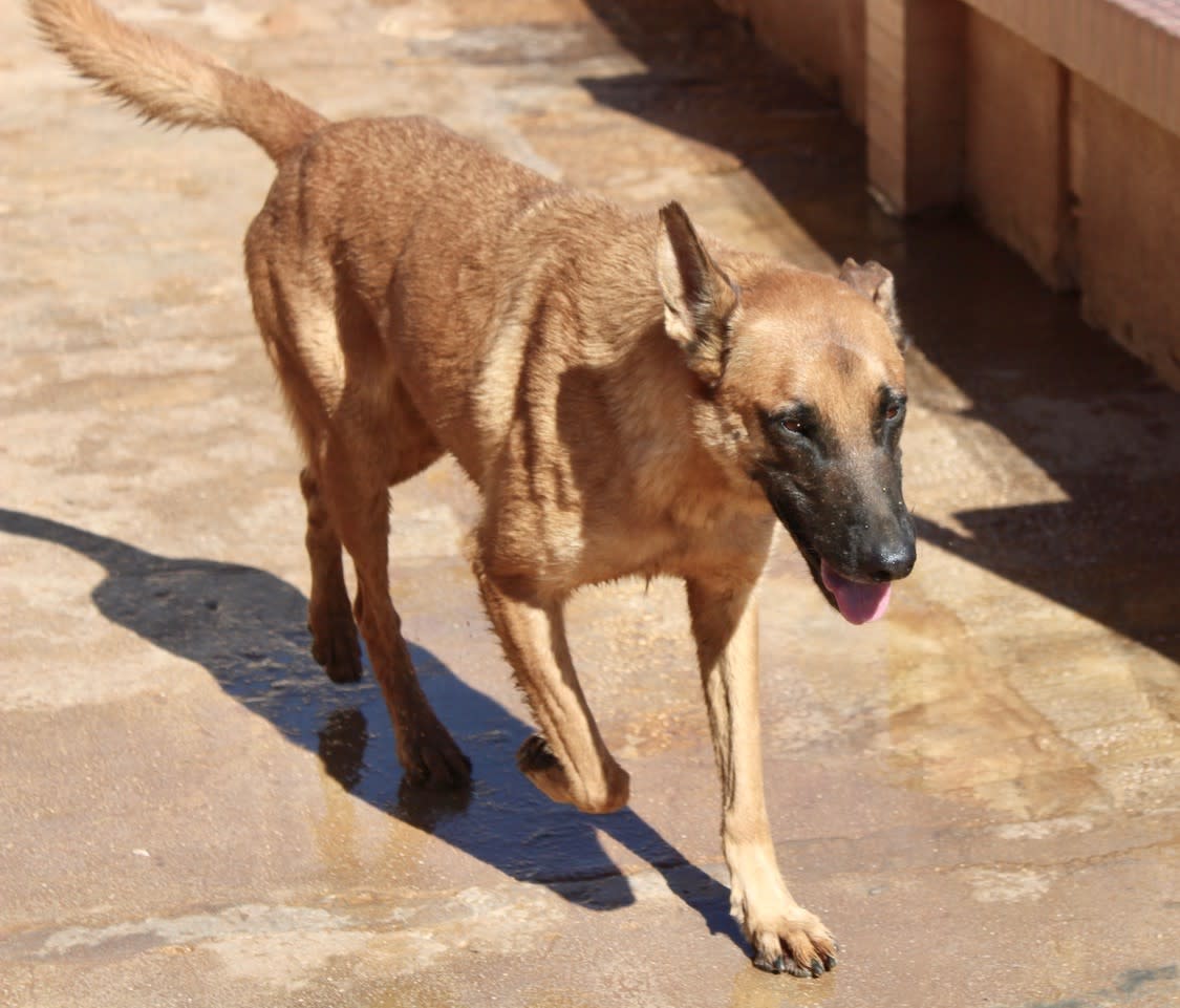 Rex - AM25202PL Rex - AM25202PL