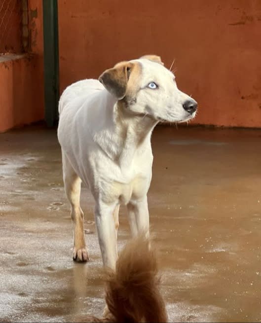 Janette - AF26260AD Janette - AF26260AD