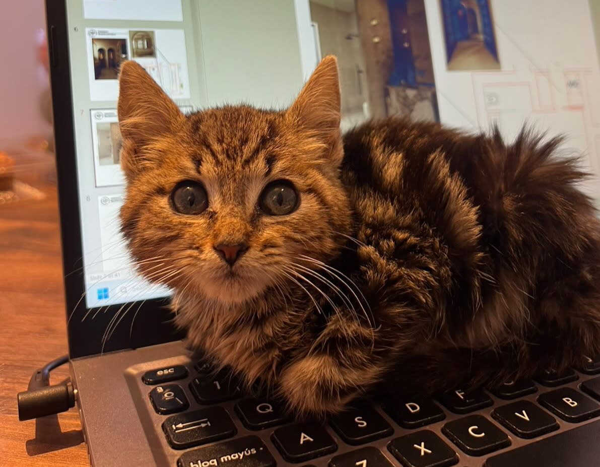 Potato - K25229 Potato - K25229