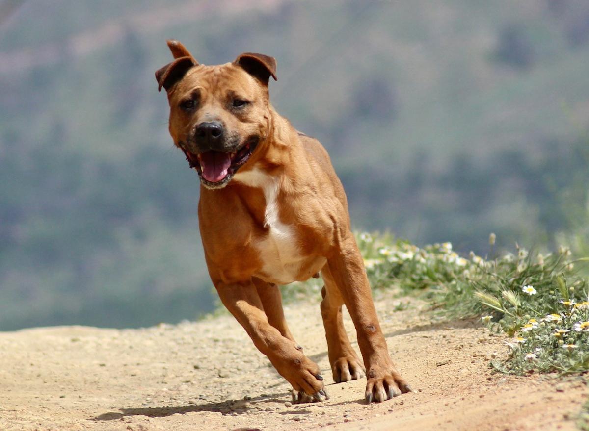 Roana - AF2434SS Roana - AF2434SS