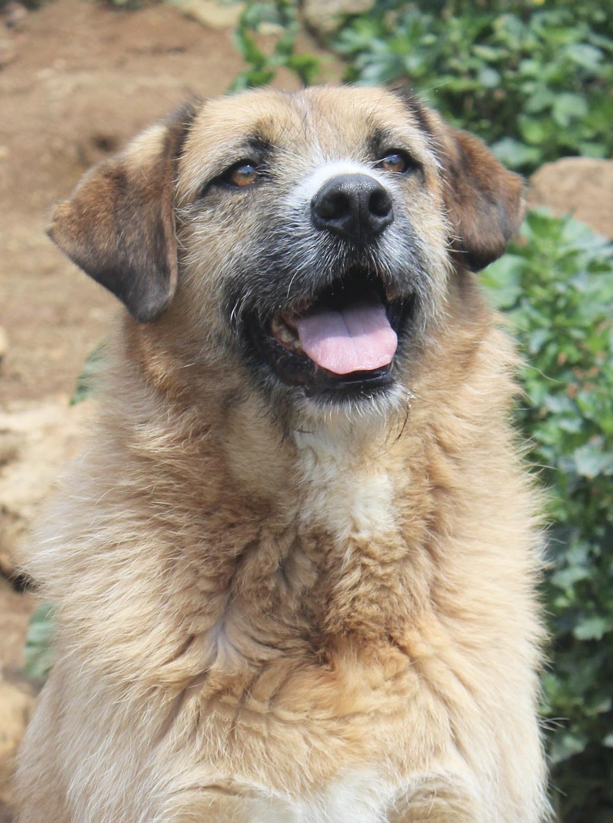 Wolfy - AM25161AD Wolfy - AM25161AD