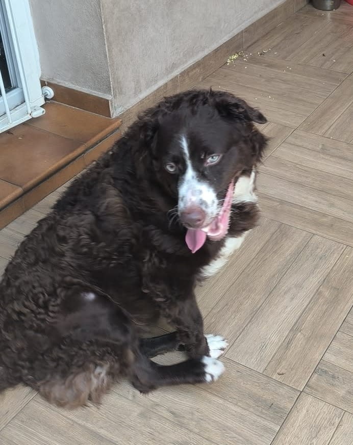 Sacha - AF25184 Sacha - AF25184