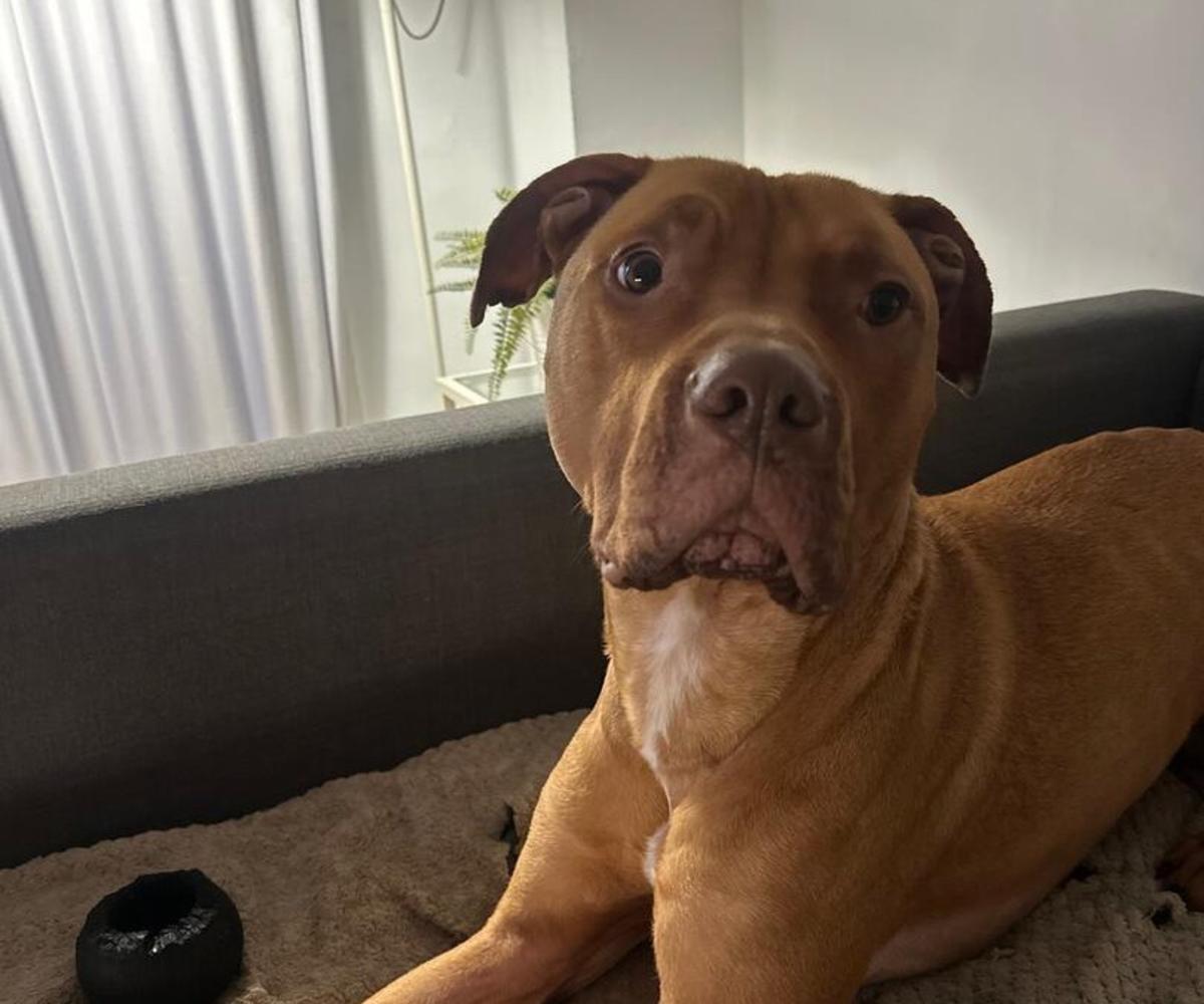 Chico - AM26268 Chico - AM26268