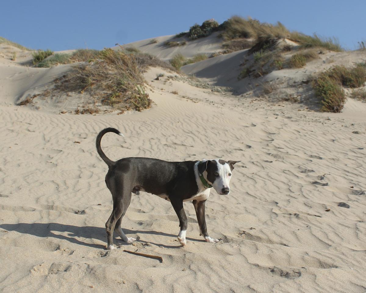 Winston - PM25118 Winston - PM25118