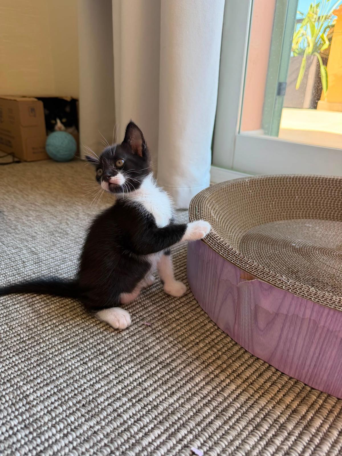 Binky - G26336 Binky - G26336