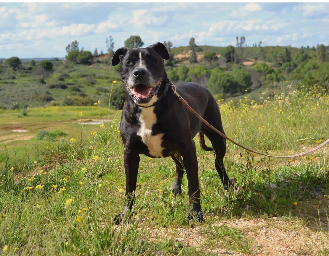 Obby - AM25210 Obby - AM25210