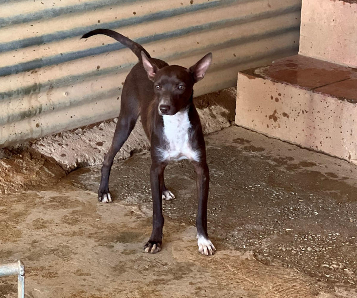 Choco - YM25212AD Choco - YM25212AD