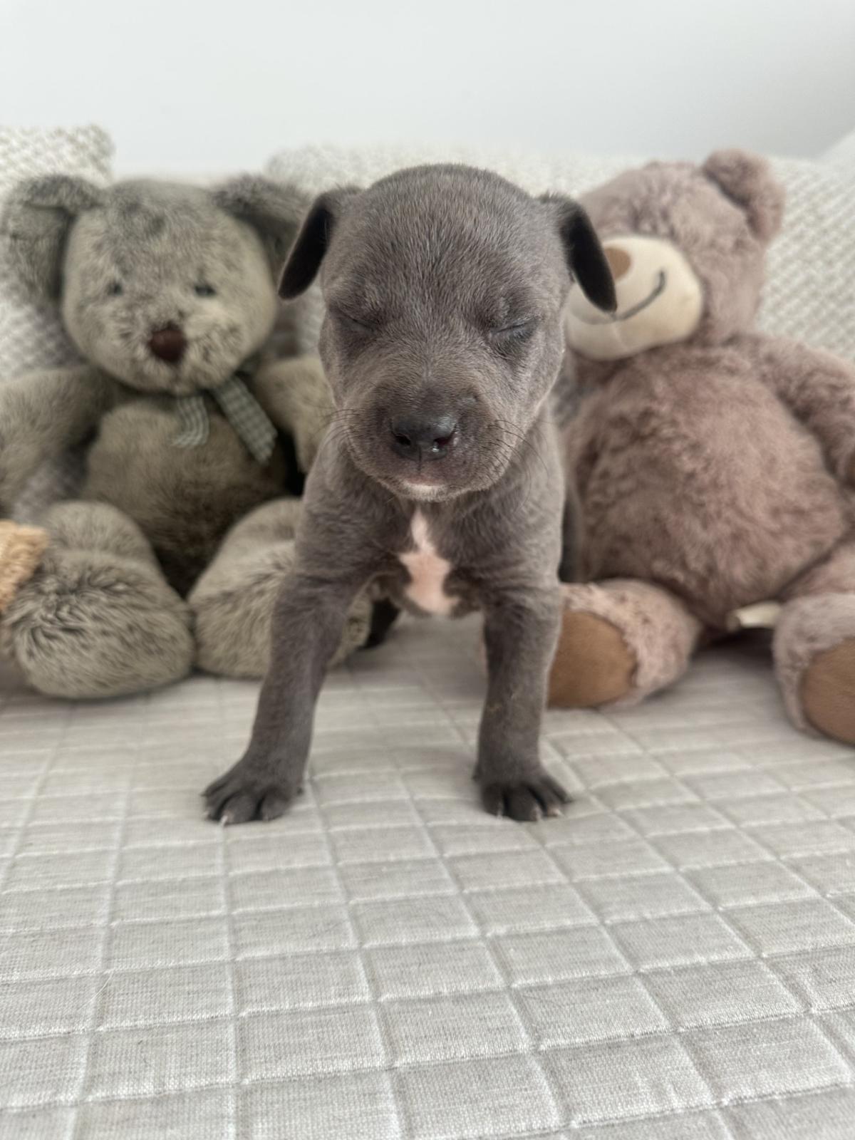 Milka - PF25122 Milka - PF25122