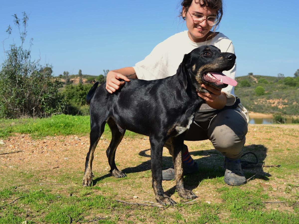 Moody - PM2475LC Moody - PM2475LC