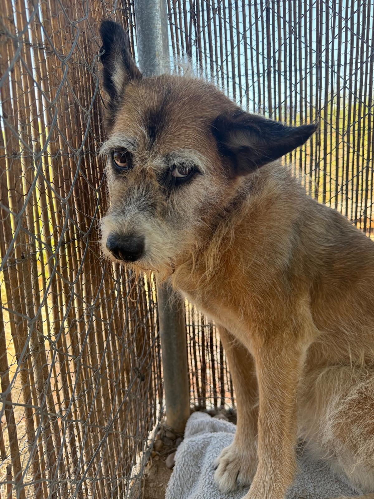 Olive - AF25206 Olive - AF25206