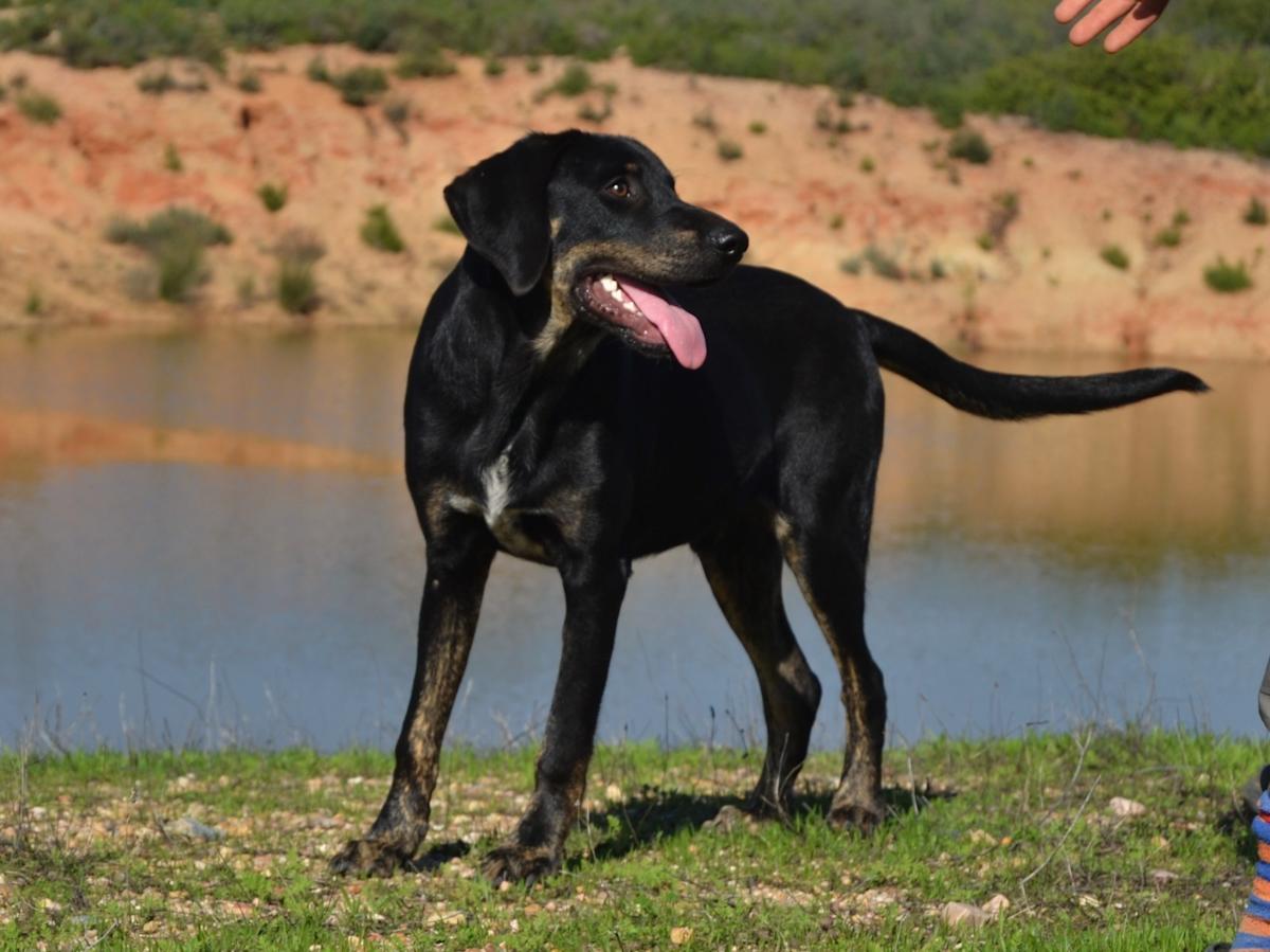 Moody - PM2475LC Moody - PM2475LC