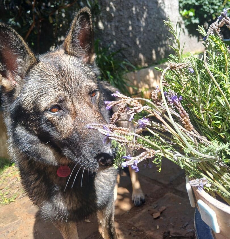 Loba - AF26290