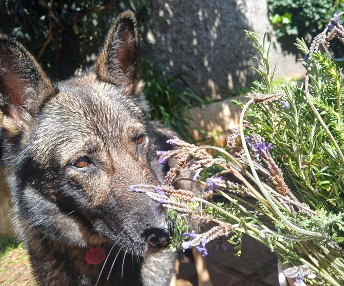 Loba - AF26290 Loba - AF26290