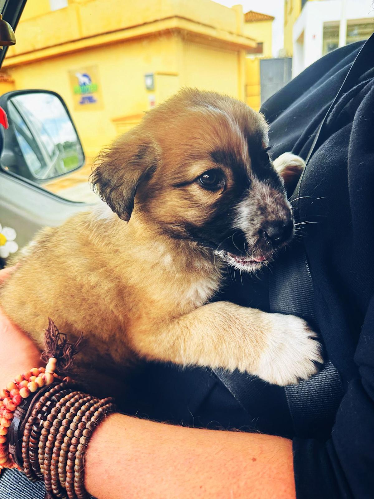 Strawberry Blossom - PF25134 Strawberry Blossom - PF25134