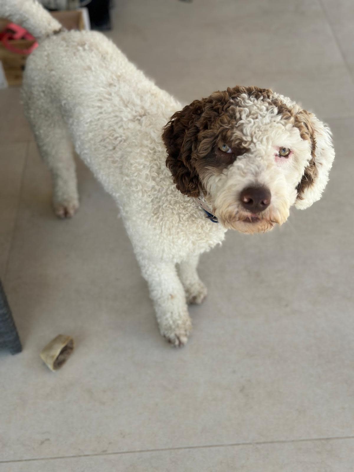 Guido - YM2459RH Guido - YM2459RH