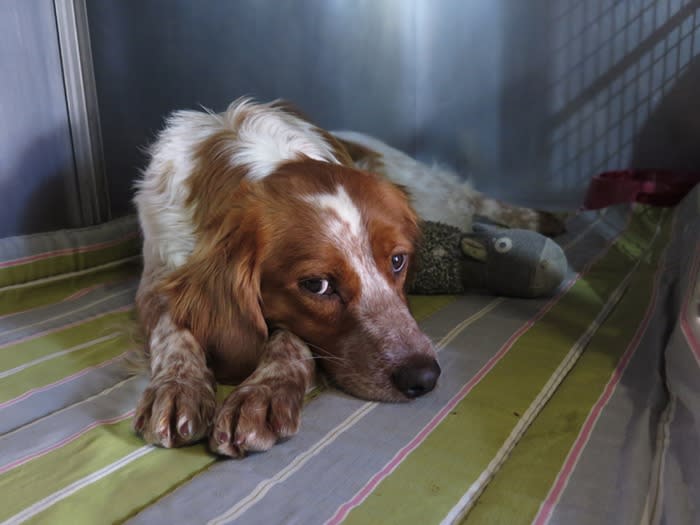 Fuego - AM26281LB Fuego - AM26281LB