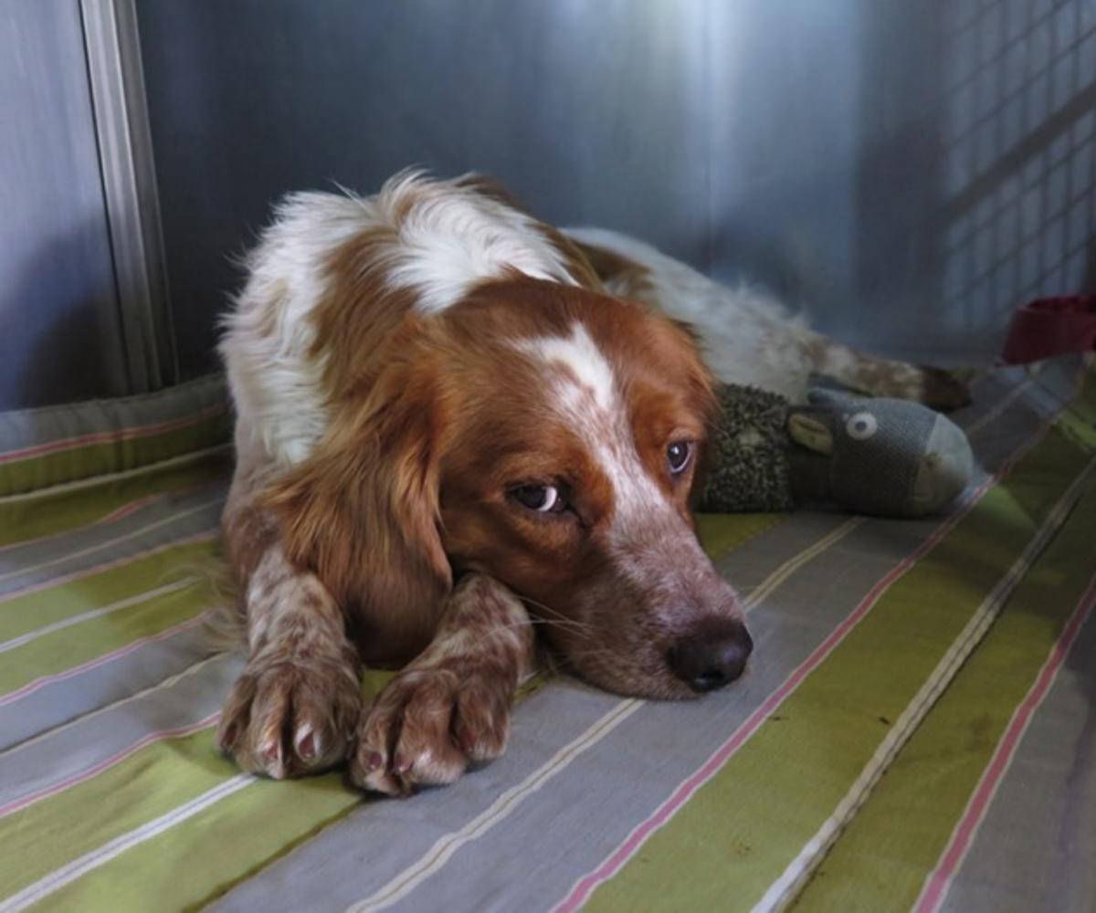 Fuego - AM26281LB Fuego - AM26281LB