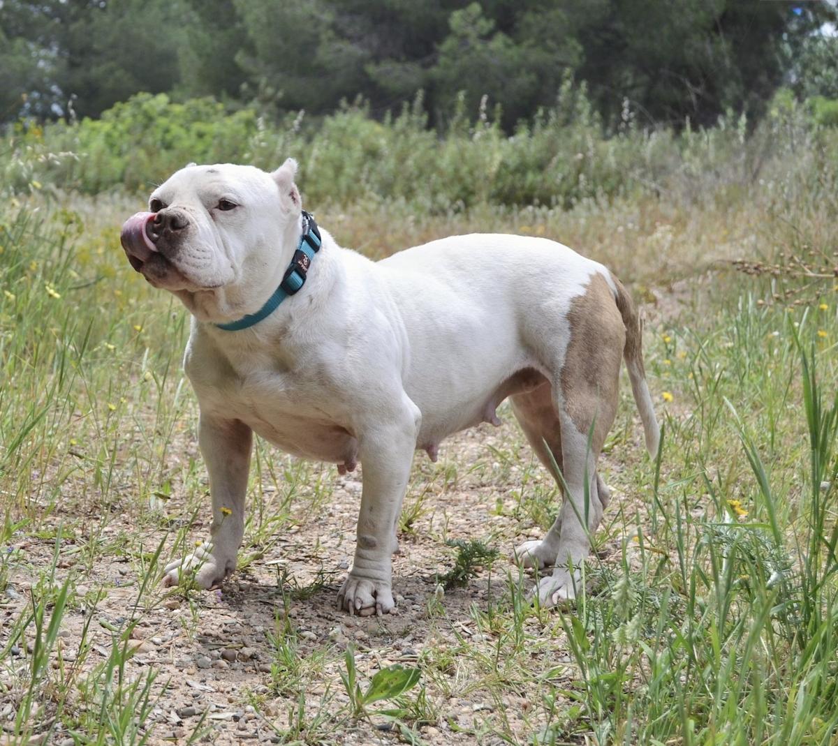 Linda - AF25158 Linda - AF25158