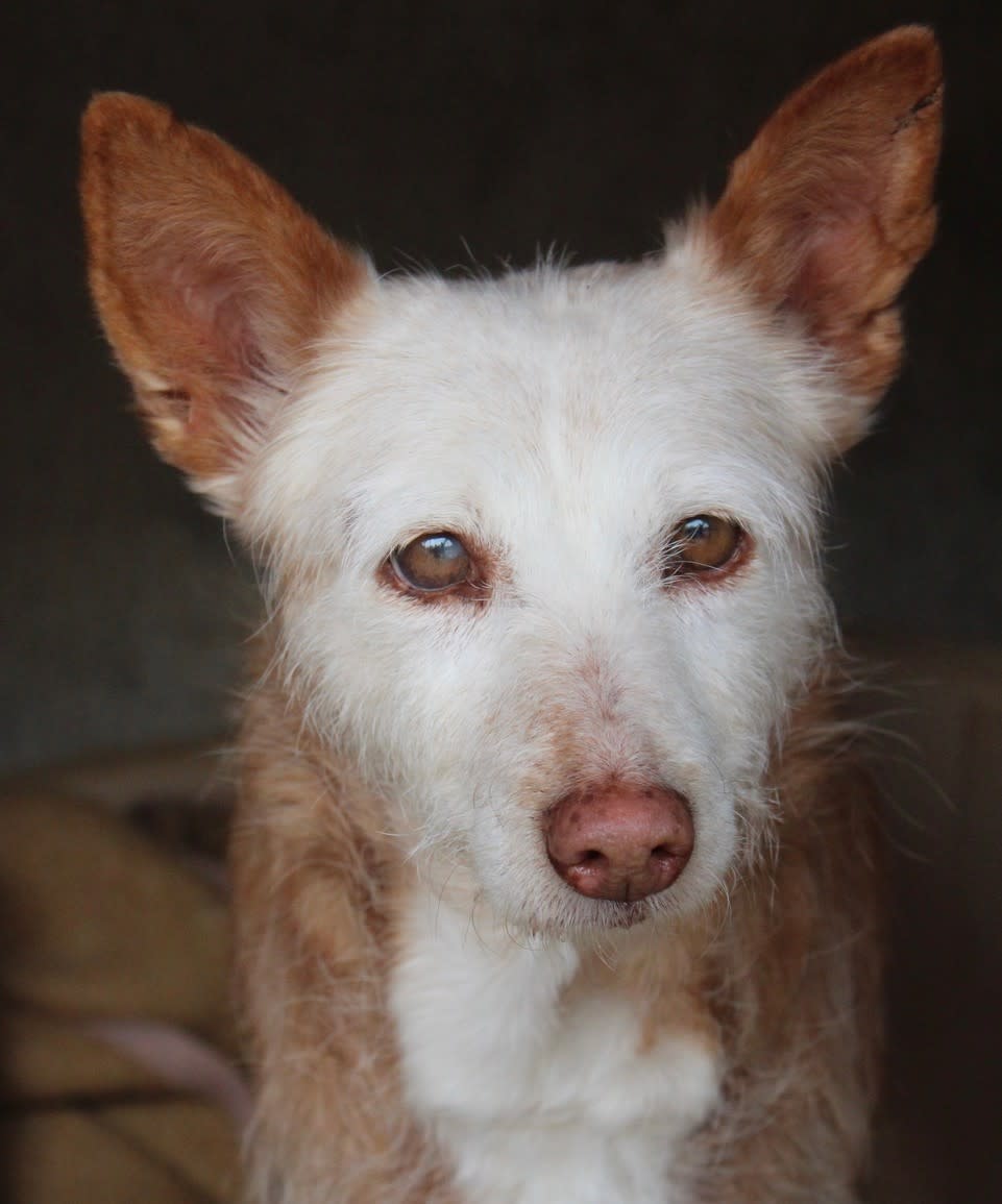 Canija  - AF2464PL Canija  - AF2464PL