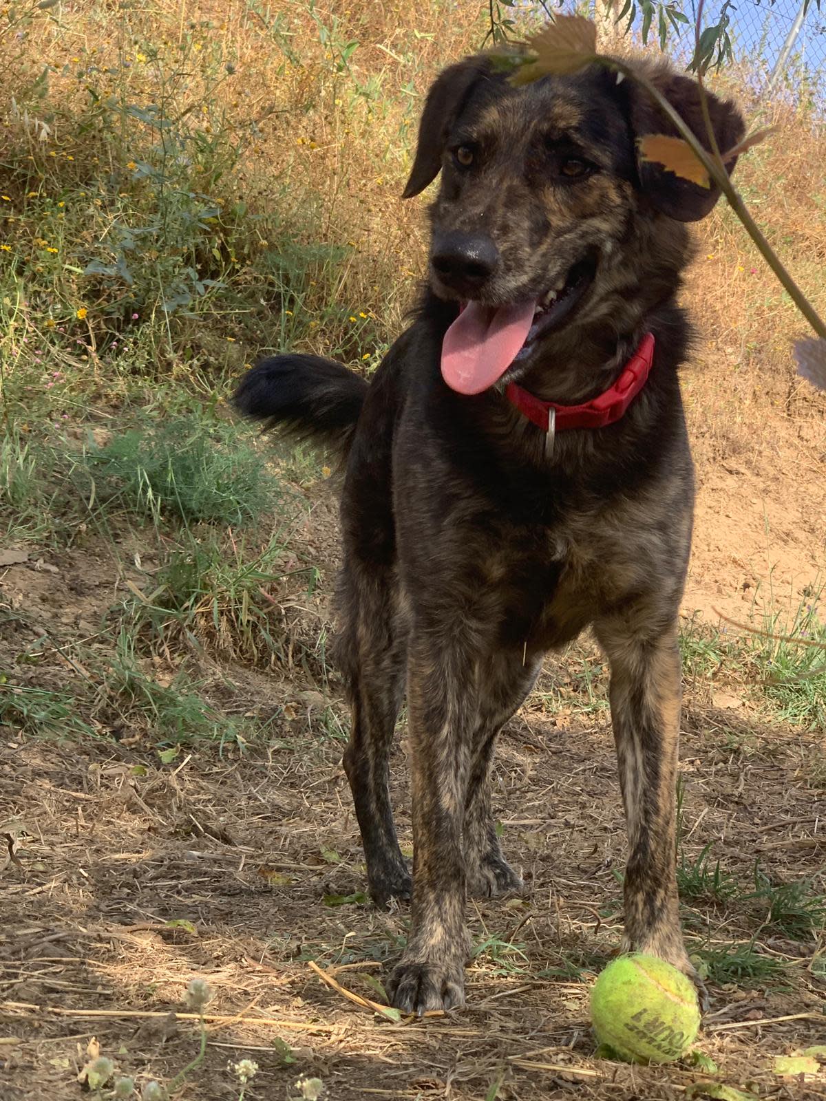 Pipo  - YM2446FC Pipo  - YM2446FC