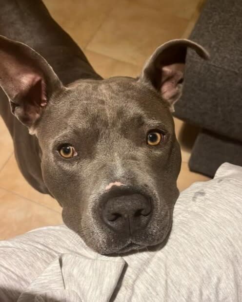 Toro - AM25178 Toro - AM25178