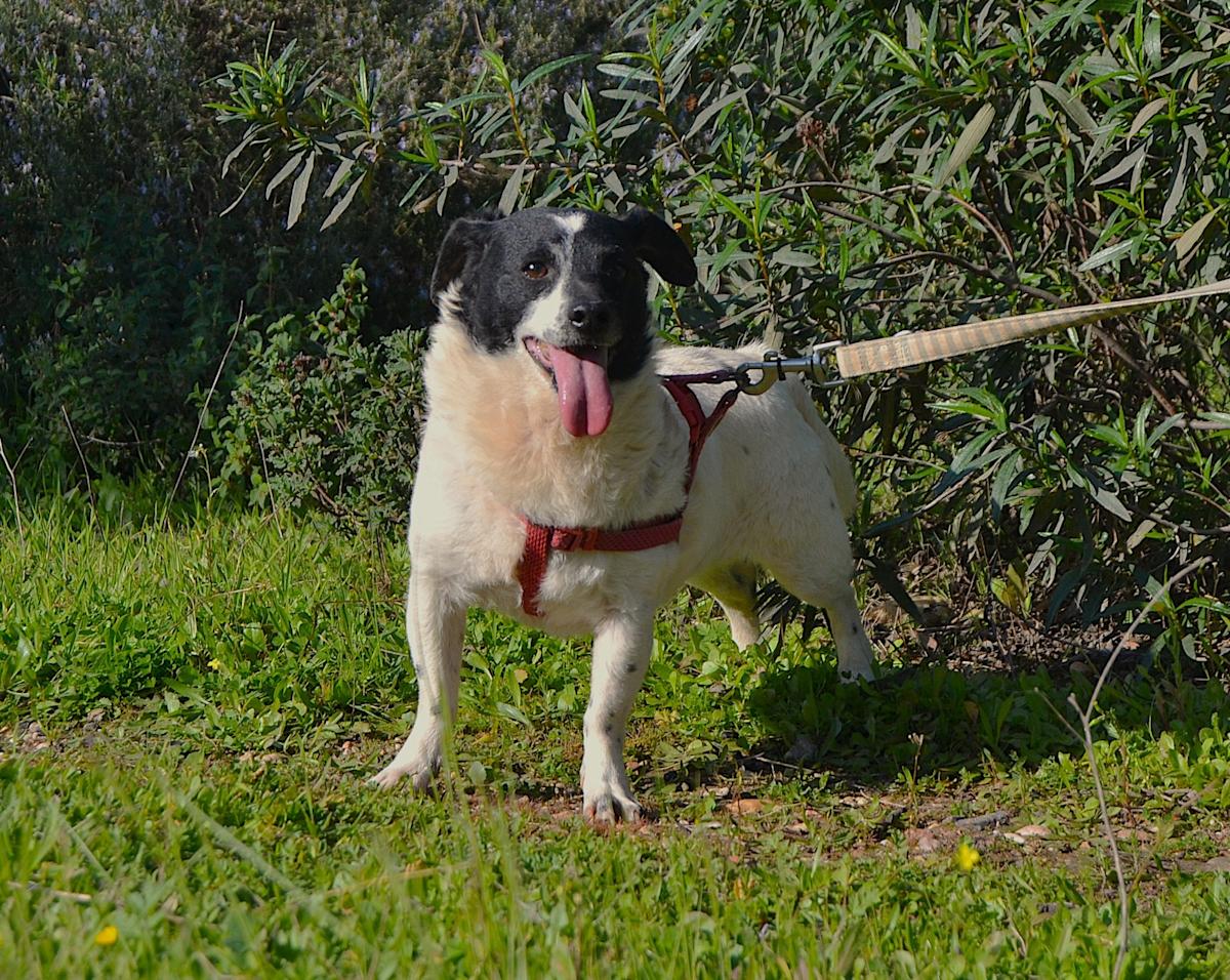 Stanley - AM25148LC Stanley - AM25148LC