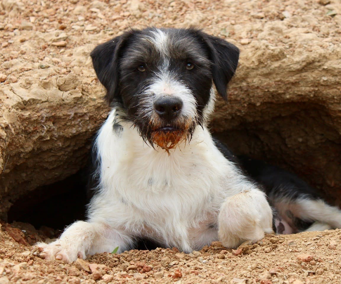 Oliver - YM2472PL Oliver - YM2472PL