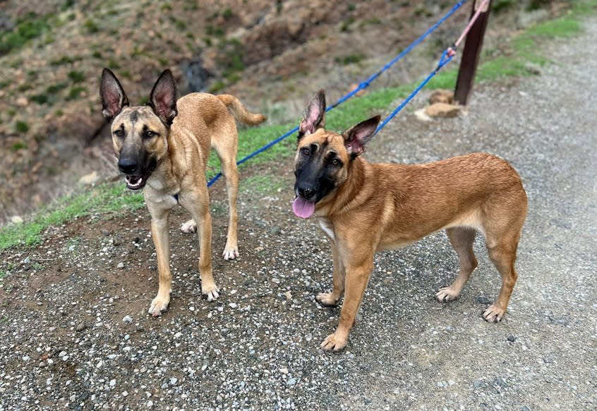 Ginger - AM26253AD Ginger - AM26253AD