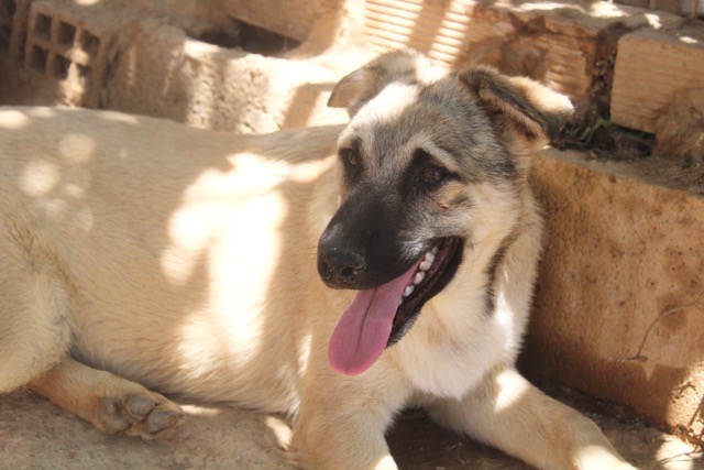 Chester  - YM24107PL