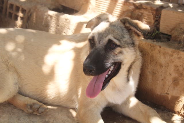 Chester - YM24107PL Chester - YM24107PL