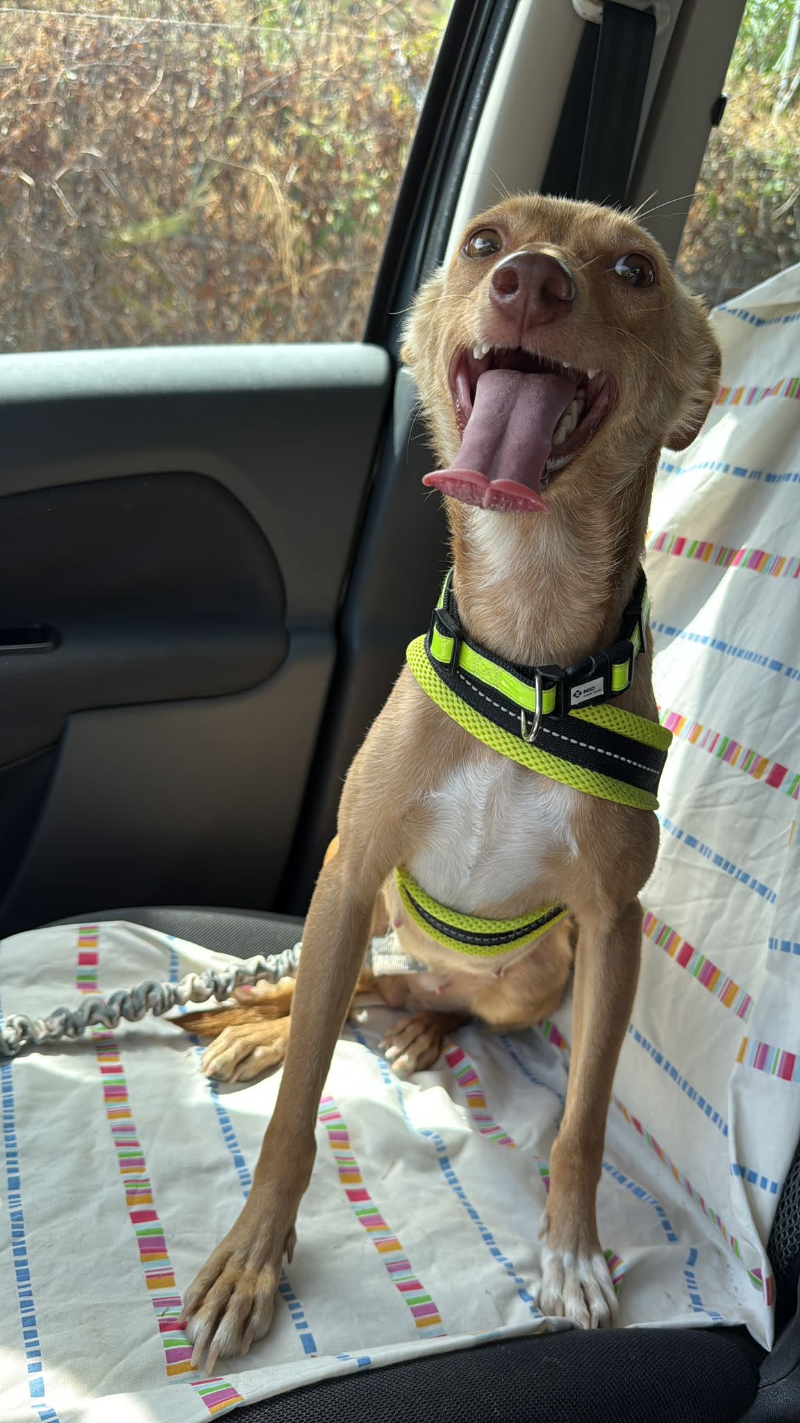 Khaleesi - YF25192FC Khaleesi - YF25192FC