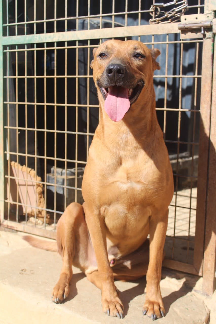 Turner - AM2505PL Turner - AM2505PL