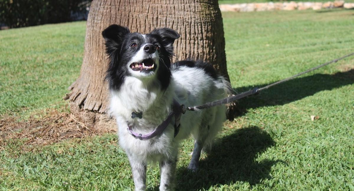 Berta - AF2494 Berta - AF2494