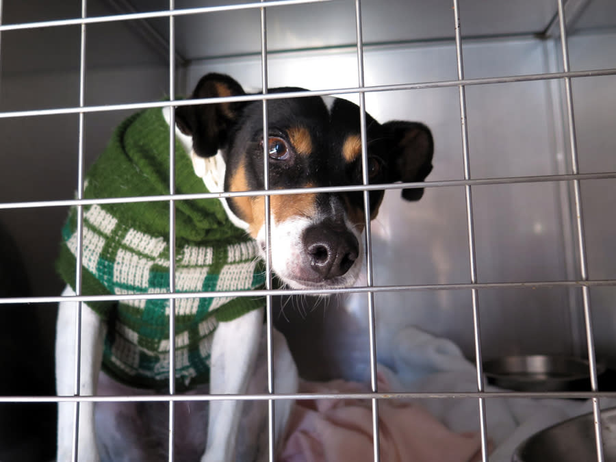 Maya - AF25232LB Maya - AF25232LB